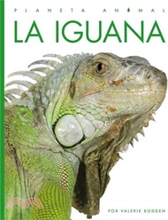 5585.La Iguana