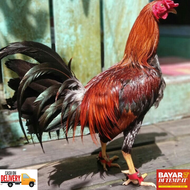 Sepatu ayam anti bubul untuk ayam philipin peru dan lainnya