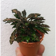 Euphorbia Decaryi (pic 230424)