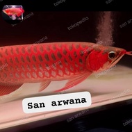 Sr sepauk ikan arwana super red SR chili