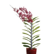 Aranthera Orchid Red Potted Flower Plant - Fresh Gardening Indoor Plant Outdoor Plants for Home Garden