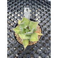 Augustfame - Agave Titanota White Shark 龙舌兰 succulent