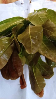 daun jambu mede/jambu monyet 1kg