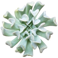 Succulent Echeveria Topsy Turvy