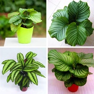 【COD】10pcs Rare Calathea Seeds Air Freshening Plants Seeds #SW2