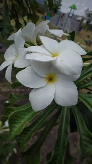pohon kamboja bali bunga PUTIH / bibit Kamboja bali bunga putih