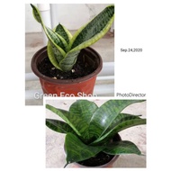 Snake plant (Live plant)