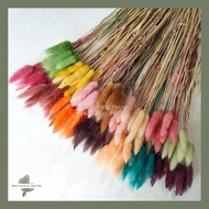 Dried Candy Colour Lagurus/Rait Tail Kelinci Bunga Kering Warna