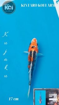Ikan Koi Kujaku 17 cm Import Kintaro Koi Farm Jepang. Serti Narita