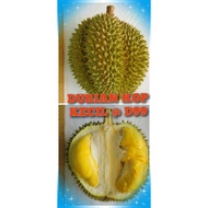 POKOK DURIAN KOP KECIL/  KRADUNG THONG KAHWIN D99 (IMPORT) (READY STOCK)