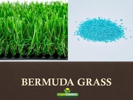BERMUDA GRASS SEEDS (Cynodon dactylon) grass seeds