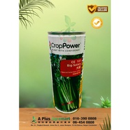 Benih CE101 Big Salary Special Selection Celery (200 gram)