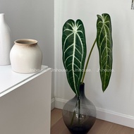 Jnihouse : Anthurium warocqueanum (tree) Artificial Tree Artificial Leaves