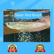 Ikan Arwana Silver Brazil