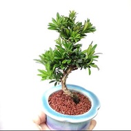 原生羅漢松❇️  掌上盆景  非嫁接 連 花盆   plant  Bonsai  tree 植物 新年 盆栽 小樹  年花 禮物 gift  【實拍。只此一盆】