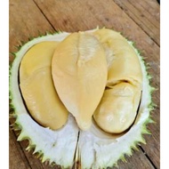 ANAK DURIAN D24 SULTAN KING