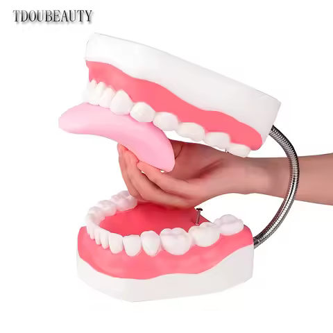 Mouth Model Metal Hinge for Speech Therapy, Ideal Brushing Teaching Dental Teeth Model for Kids and 