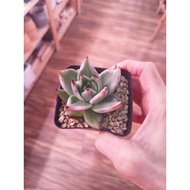 Succulent succulents Echeveria ELK SOUL Var  SG seller Ready Stock send with soils