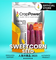 (1000 SEED) Biji Benih Jagung Manis Ungu Sweet Scarlet 糖葫芦 SCP1311 CROP POWER Purple Sweetcorn 甜紫玉米种
