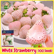 เมล็ดพันธุ์ สตรอเบอร์รี่ ขาว บรรจุ 100 เมล็ด White Strawberry Seeds Fruit Seed เมล็ดสตอเบอรี่ เมล็ดพ