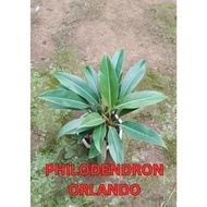 Philodendron Orlando/Quinn Plants Philodendron Orlando
