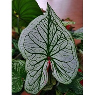 Caladium Dabutente ...