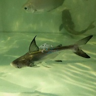 IKAN HIAS GENGHISKHAN HIU AIR TAWAR PAROONSHARK