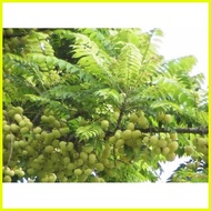 ♞,♘Karamay / Kalamay / gooseberry seeds exotic fruit