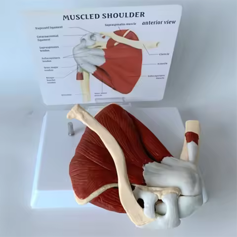ABSY Muscle Shoulder Model, Human Anatomy Right Shoulder Joint Muscle Model, Doctor Office and Class