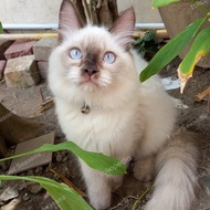 New Anak Kucing Kitten Himalaya Ragdol Warna Putih Favorit Imut Lucu