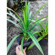 Pandan Aromatic Leaves
