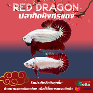 ปลากัดมังกรแดง 1คู่ ตัวผู้ + ตัวเมีย7/11 Betta Farm