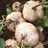 Biji Benih Sengkuang /Jicama Seeds /沙葛种子