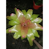bromeliad hybrid live plant ☘️