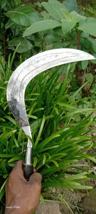 produk isen super.. sabit baja isen 38 cm /sabit rumput /sabit padi/sabit Madura /alat berladang