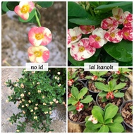 Pokok Bunga Lai Kanok Euphoria Mili Crown of Thorn Mahkota Duri lai kanok