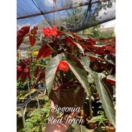 Begonia Red Torch - Angel Wing Begonia - Ornamental Foliage/Flower