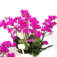 SGMix-Color Phalaenopsis Flower Bonsai Plant Butterfly Orchid Seeds