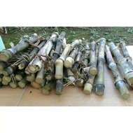 Bibit Tebu Terubuk Bibit Terubuk 10 Batang