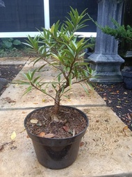 Best seller beringin california bonsai