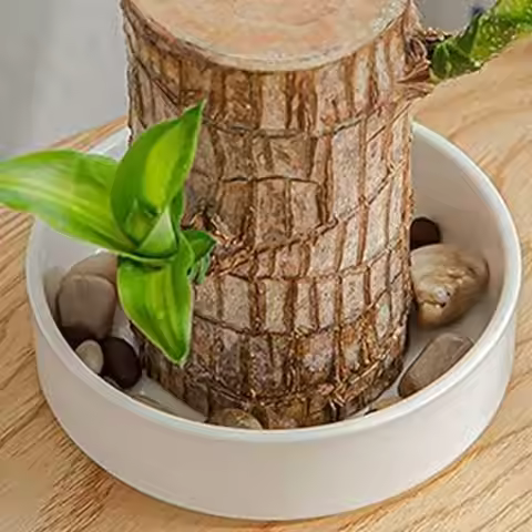 Brazilian Wood Decor Tray Plant Small Holder Decorative Saucer Tabletop Water Plant Dish For Meeting