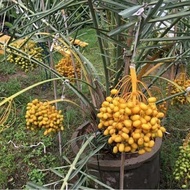 Bibit Tanaman Kurma kl 1 Asli Kultur Jaringan