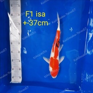 ikan koi F1 (peranakan import)