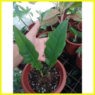 ♞budget meal Mix Varieties Aglaonema and philo