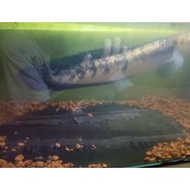 original ikan channa yellow sentarum 30-31 cm original