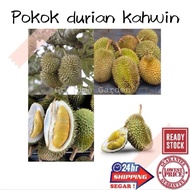 (GG real plant) Pokok durian  kahwin cepat berbuah d13 101 d168 tekka udang merah tupai king musang 