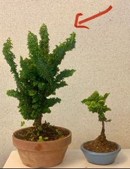 石化檜（左邊嗰盆）