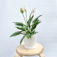 TA Spathiphyllum Mojo Peace Lily Indoor Plant (S)