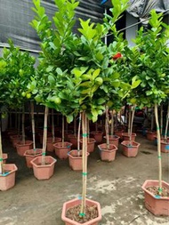 高180cm左右檸檬樹果樹｜綠植盆栽家居辦公室酒店商場綠化美化環境