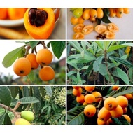 Cây Biwa - cây giống Nhót Nhật Bản siêu ngọt size nhỏ 30-50cm